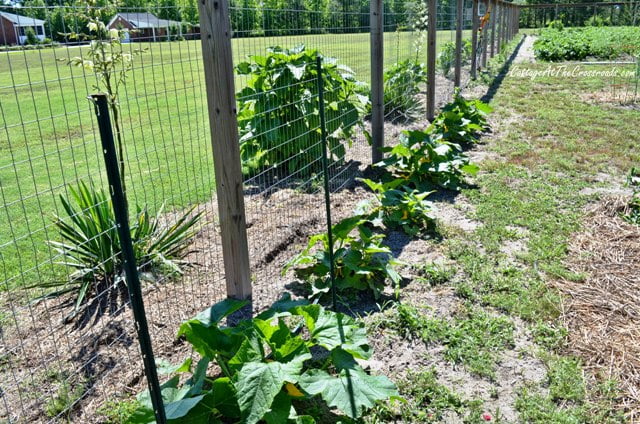 Vegetable garden