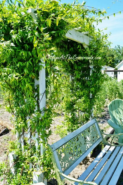 Vegetable garden