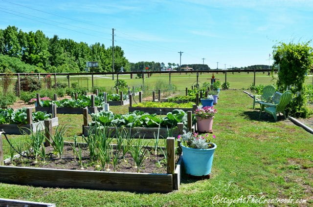 Vegetable garden