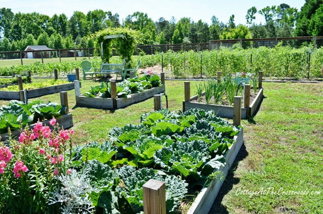 Vegetable garden