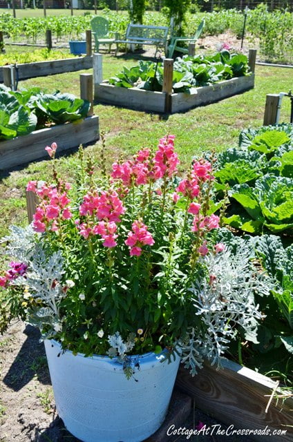 Vegetable garden