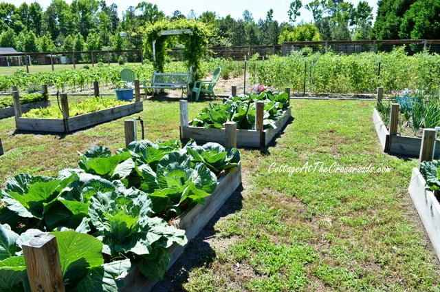 Vegetable garden