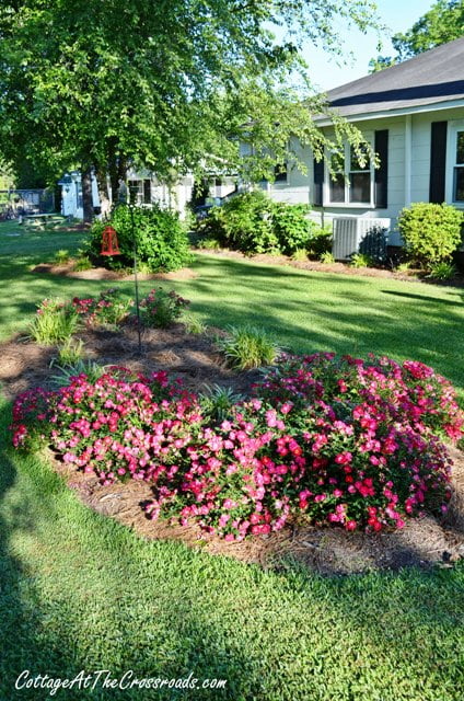 Creating a Drift Roses Bed - Cottage at the Crossroads