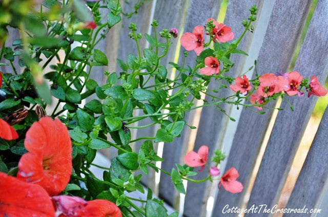 Topsy turvy galvanized buckets