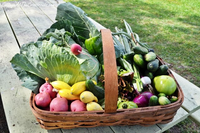 Veggies from the garden