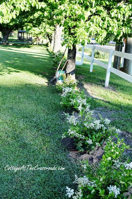 Planting a privet hedge
