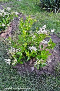 privet planting hometalk