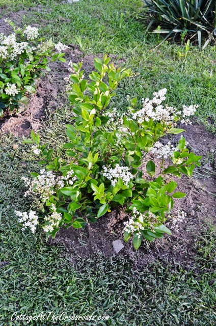 Planting a privet hedge