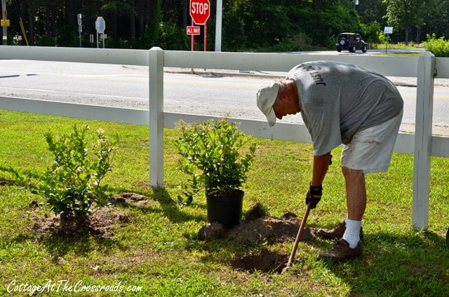 Planting a Privet Hedge - Cottage at the Crossroads