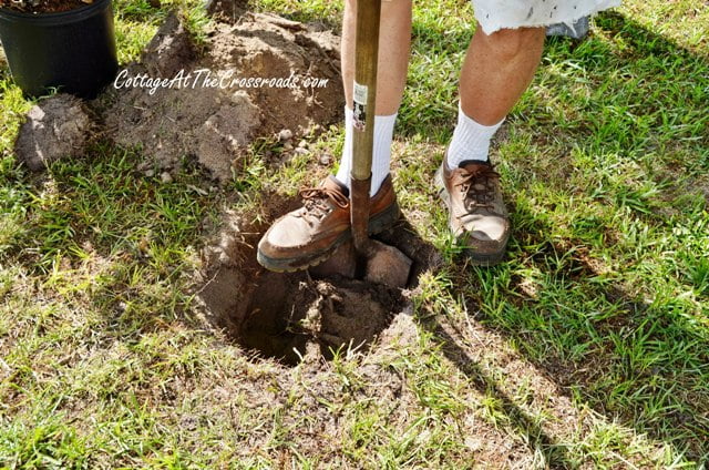 Planting a privet hedge