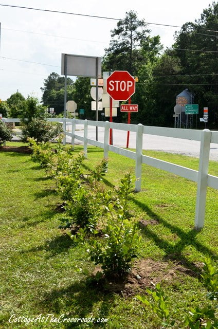 Planting a privet hedge