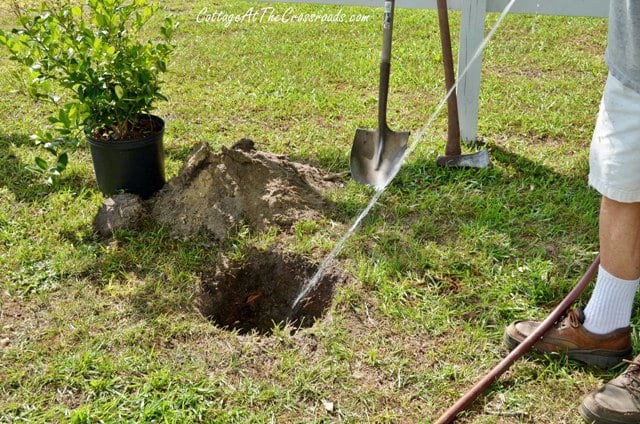 Planting a privet hedge