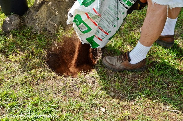 Planting a privet hedge