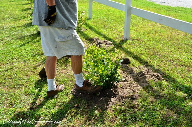 Planting a privet hedge