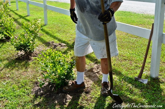 Planting a privet hedge