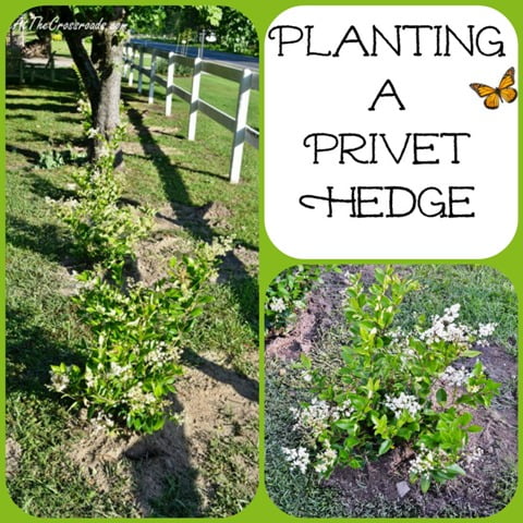 Planting a privet hedge