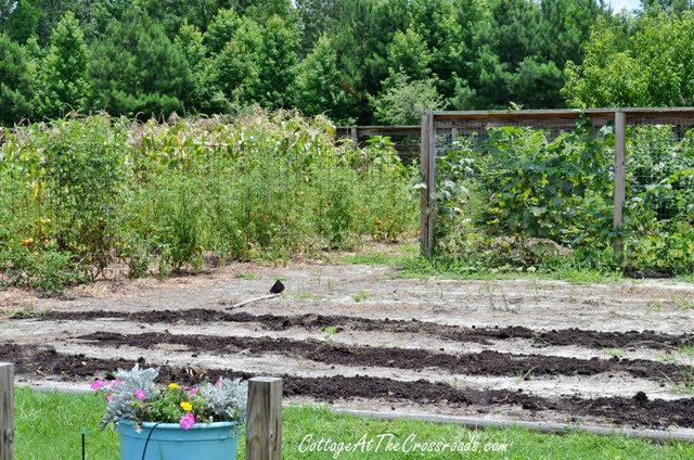 Growing white pumpkins