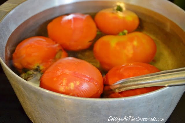 Blanching my freshly picked garden tomatoes