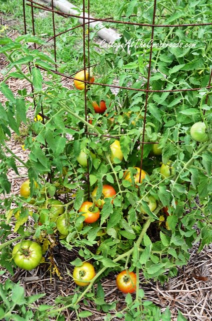 Amazing tomatoes, large harvest coming soon