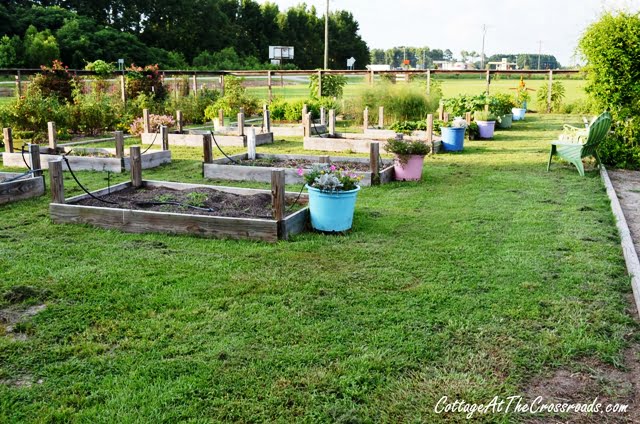 Growing white pumpkins