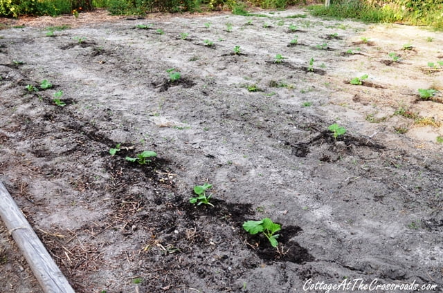 Growing white pumpkins