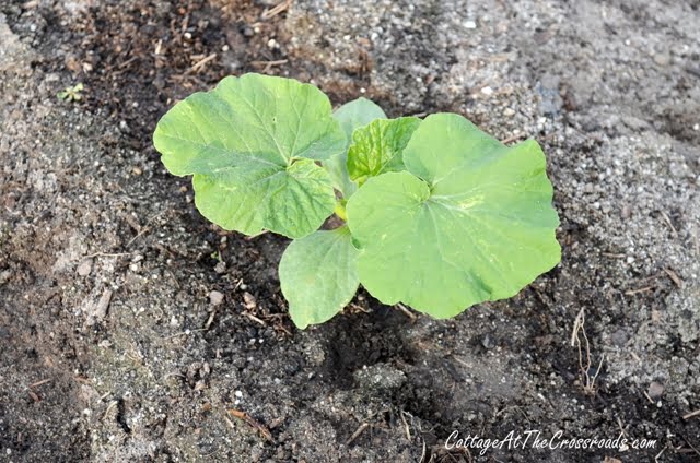 Growing white pumpkins