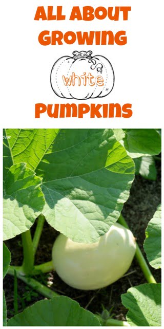 Growing white pumpkins