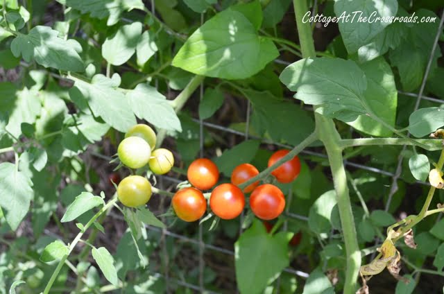 Sweet 100 cherry tomatoes