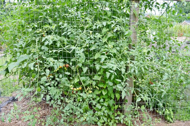 Sweet 100 cherry tomato vine