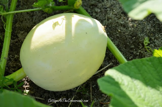 Growing white pumpkins
