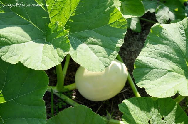 White pumpkin vines