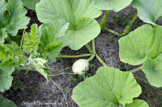 White Pumpkin Plant