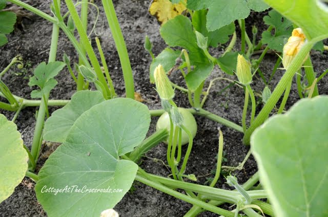 White pumpkin vines