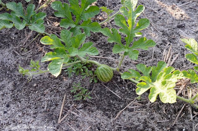 White pumpkin vines