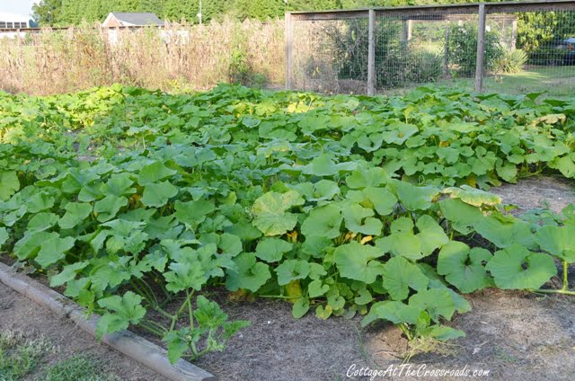 Pumpkin vines