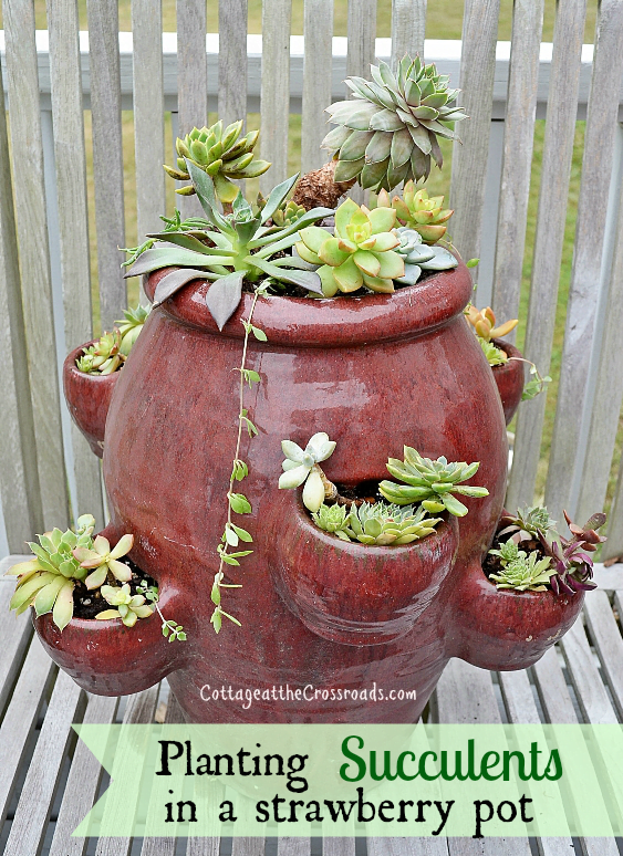 Planting succulents in a strawberry pot