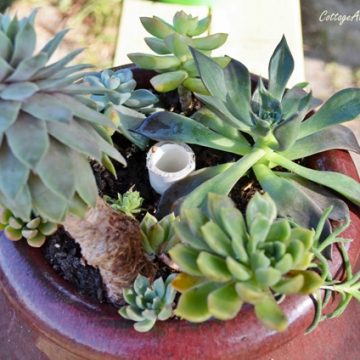 Planting succulents in strawberry pots