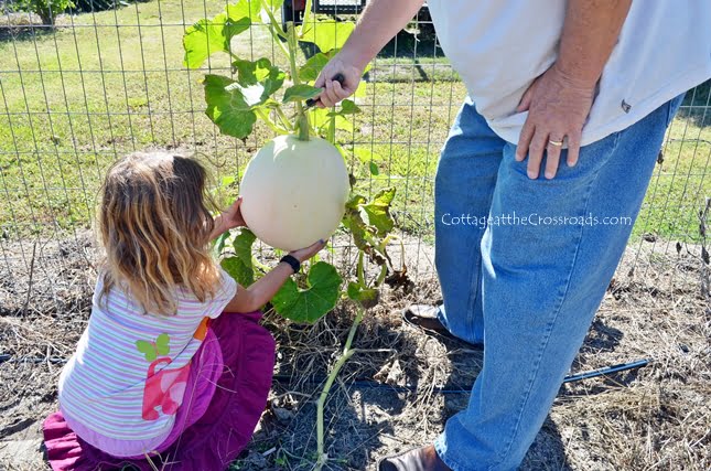 Polar bear white pumpkin