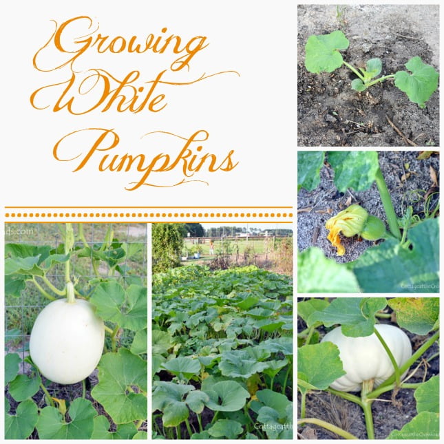 Growing white pumpkins