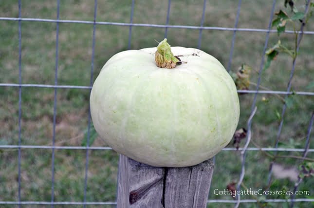 Growing white pumpkins