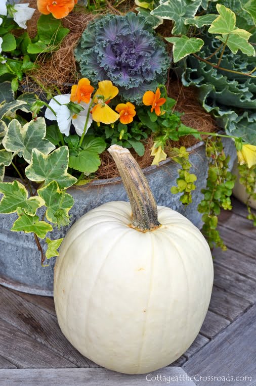 Growing white pumpkins