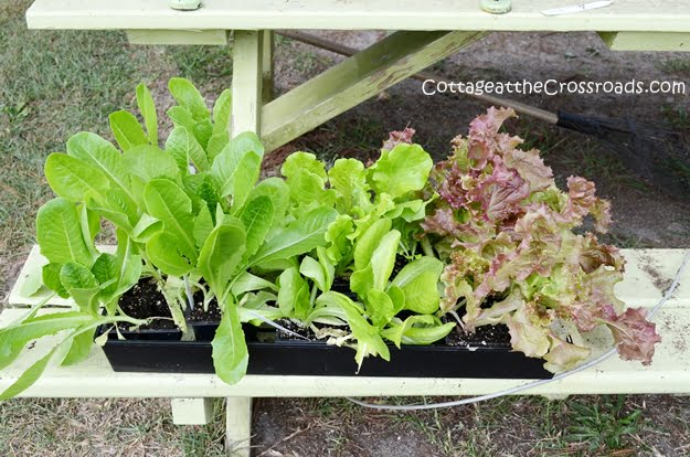 Growing lettuce in containers