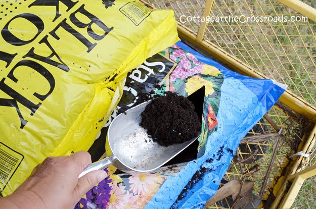 Growing lettuce in containers