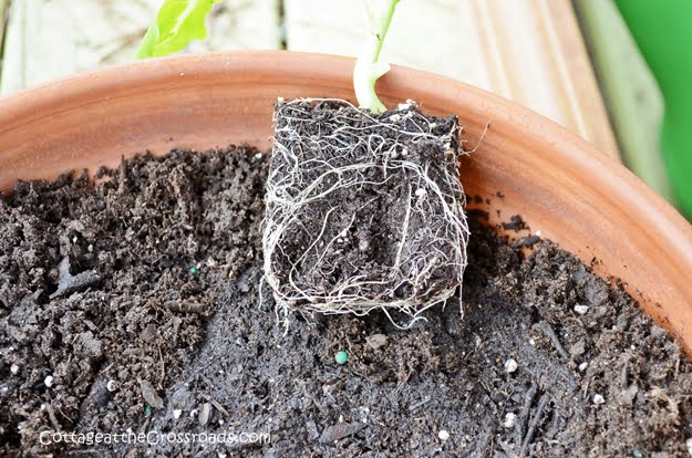 Growing lettuce in containers