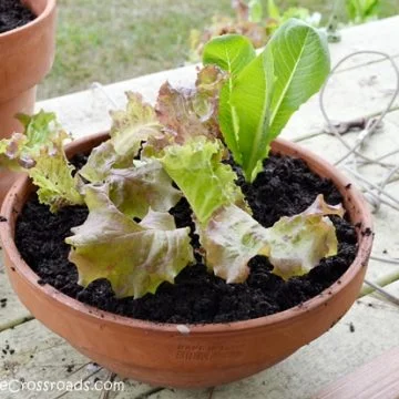 Growing lettuce in containers 030