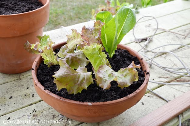 Growing lettuce in containers