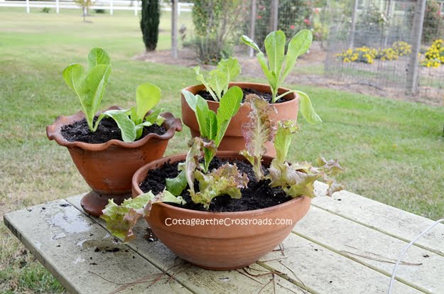 Growing lettuce in containers