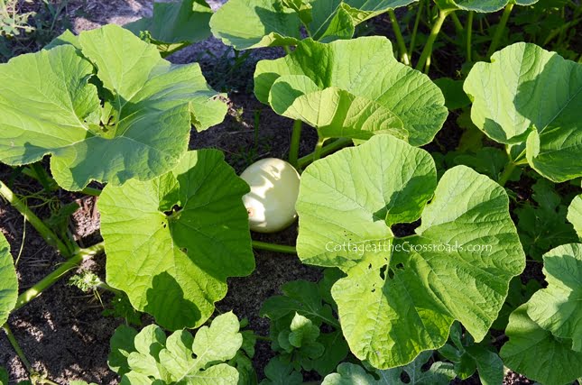 Growing white pumpkins