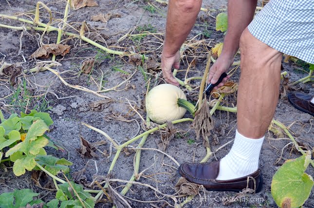 Growing white pumpkins