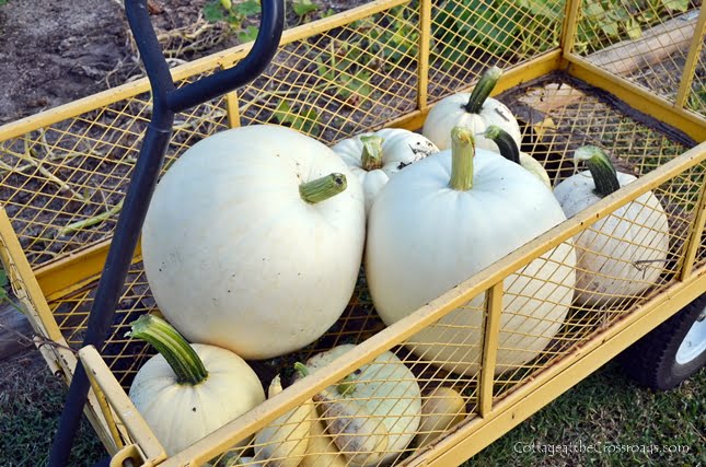 White pumpkin